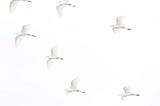 A flock of white birds that fills your heart （吉兆の白い鳥）