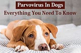 Parvovirus In Dogs: Everything You Need To Know