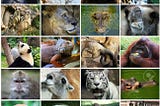 Apply Deep Neural Network on the Animal Faces dataset