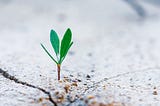 A picture of a sprout growing out of dry land or concrete.