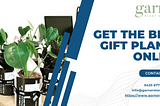 Are You Looking For The Best Gift Plants Online In Melbourne?