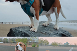 Beagle Dogs-Lovable,Adorable Bread