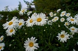 Expert Advice on Growing Perfect Shasta Daisies