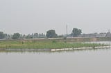 The Floating Wetlands of Chokera