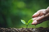 Stewardship: The Unexpected Path to True Sovereignty