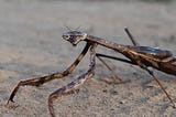How Animals Senses Unravel Layers of Perception in the World