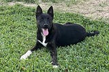 Jet Needs a Home: Is Yours His Forever Home?