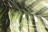 Large leaf of a green plant, with a transparent plastic wrap over it.