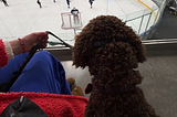 dog watching hockey