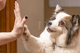 7 consejos para educar a tu perro