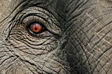 Like a Fly on the Ass of an Elephant