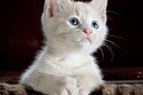 Why Cats Fear Other Cats and How to Help Them Overcome It
