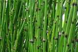 7 Health Benefits of Horsetail Grass