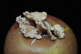 Chinese has an issue with fruit mushrooms-they are not mass-produced