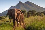 Australia’s Ivory Trade Needs To End