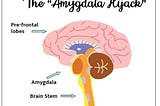 Amygdala: To flee, or not to flee