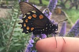 Bay Area Butterfly Gardens 101