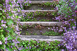 Lavender Stairs, British Columbia, Canada