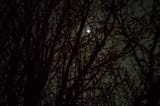 Tree branches peeking up at moon