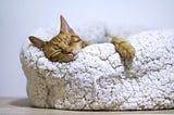 Orange cat sleeping on fluffy bed