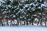 Picture of snow-covered hedges with snow on the ground below