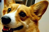 Close up picture of a corgi dog smiling