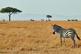 Why Zebras don’t get Ulcers? — My notes