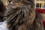 A small tiger cat posing for her portait.