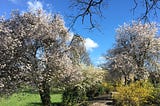 A garden path in spring