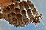 The King of the Wasps