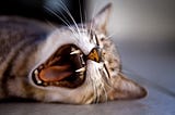 Offsetting Your Sleep Deficit
