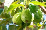 🌿 Guava in Ayurveda: The Sacred Fruit That Heals from Root to Leaf