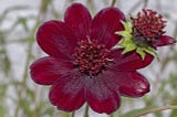 Chocolate Cosmos- blossoms that look yummy!