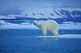 Last Living Polar Bear Really Regretting Voting for Trump