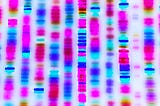 Introduction to the Human Genome