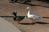 Explore Wildlife and Nature at the Riparian Preserve at Water Ranch in Gilbert, AZ