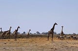 Giraffes in the wild in Zimbabwe.
