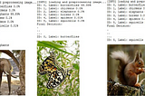 Fauna Image Classification using Convolutional Neural Network