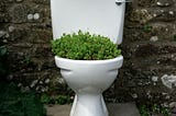 A white porcelain toilet with foliage growing out of the bowl stands outside