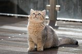 5 Tips and Tricks to Train Your Cat