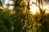 The benefits of Medical Marijuana