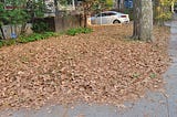 A front yard, completely covered by dead, brown leaves, August 8, 2022.