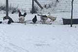 Chickens, ducks and geese outside in the snow. Photo by Caran Jantzen. ALl rights reserved.