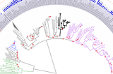 Using the Needleman-Wunsch algorithm to draw evolutionary trees