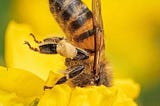 A World Without Bees — Was the Bee Movie Correct?