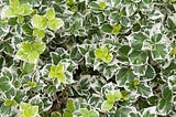 The Best Evergreen Shrubs for Year-Round Cover in Your Yard