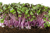Radish Microgreens: Ready to Be Harvested