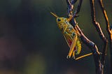 Why Rich People Eating Insects Won’t Save the World