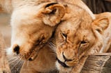 Roaring success: How lions teach us about the art of collaboration