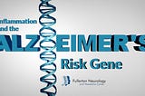 Inflammation and the Alzheimer’s Risk Gene